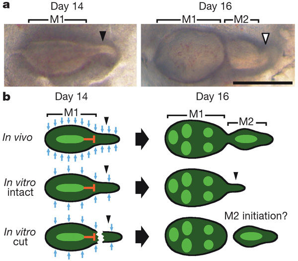 а — закладка моляров у мышей. На 14-й день развития эмбриона от первого моляра (М1) начинает отпочковываться второй (М2). На 16-й день М2 уже вполне оформлен. Белым треугольником показано место, где позже отпочкуется третий моляр. б — схема одного из экспериментов. Верхний ряд — развитие М1 и М2 in vivo (у живых мышей). При выращивании в культуре (in vitro) первый моляр развивался нормально, однако «отпочковывание» второго моляра задержалось (средний ряд). Это объясняется пониженным количеством активаторов, выделяемых мезенхимой челюсти при выращивании в культуре (голубые стрелки). Если зачаток M2 отделить от M1 (нижний ряд), то M2 развивается нормально, поскольку недостаток активаторов компенсируется отсутствием ингибиторов, выделяемых первым моляров. Рис. из обсуждаемой статьи в Nature