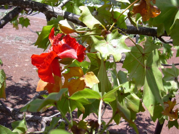 Гавайское туземное дерево Kokia cookei из семейства мальвовых сохранилось только в оранжереях. Последняя известная дикорастущая особь погибла при лесном пожаре в 1978 году. Фото с сайта www.hear.org (© Forest & Kim Starr)