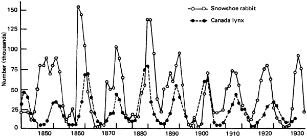 Классический пример согласованных периодических колебаний численности хищника и жертвы: рост численности зайцев стимулирует рост численности рысей, размножившиеся рыси выедают зайцев и сами начинают голодать, снижение численности рысей ведет к новому подъему численности зайцев и т. д. Рис. с сайта www.globalchange.umich.edu