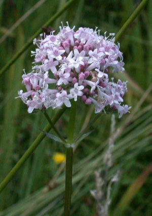 Валериана лекарственная (Valeriana officinalis) издавна пользуется уважением болящих. Собирают ее осенью, тогда она содержит наибольшее количество лечебных компонентов. Среди них валепотриаты, которые обладают хорошим седативным действием. Эти вещества, однако, крайне неустойчивы, поэтому седативный эффект валерьянки оказался под вопросом. Фото с сайта www.nature-diary.co.uk