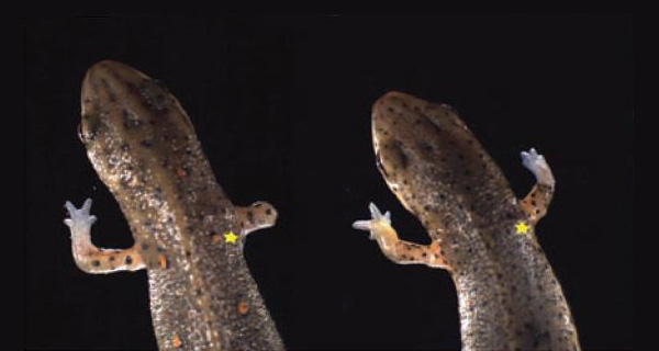 Слева — тритон, у которого перед ампутацией конечности был перерезан нерв, идущий от спинного мозга к этой конечности. Справа — такой же тритон, которому в клетки бластемы был введен работающий ген белка nAG. Звездочкой обозначено место, где был перерезан нерв. Фото из обсуждаемой статьи в Science