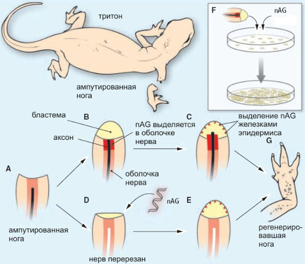 Схема эксперимента. A — после ампутации конечности перерезанный аксон сначала «отступает», втягиваясь вглубь своего чехла из шванновских клеток, а затем возвращается обратно (B) и тем самым стимулирует выделение белка nAG шванновскими клетками. Если перед ампутацией нерв был убит (D), шванновские клетки не выделяют nAG и бластема прекращает свое развитие. Это можно «исправить», введя в бластему активно работающий ген белка nAG. В результате бластема начинает развиваться нормально, несмотря на отсутствие нерва (E), и конечность полностью восстанавливается (G). Белок nAG стимулирует размножение клеток бластемы в культуре (F). Рис. из обсуждаемой статьи в Science