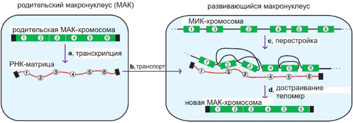 РНК-матрица, считанная с МАК-хромосомы перед разрушением макронуклеуса, служит «ключом» для распутывания генетической информации, содержащейся в МИК-хромосоме. Черным цветом обозначены концевые участки хромосом — теломеры. Рис. из обсуждаемой статьи в Nature