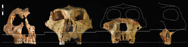 Фрагменты четырех черепов Paranthropus robustus. Слева направо: самка, молодой самец, два взрослых самца. Нижняя горизонтальная линия соответствует основаниям щечных зубов (черепа выровнены по этой линии). Верхняя ступенчатая линия соответствует нижнему краю носового отверстия и позволяет судить об относительных размерах особи. Фото из статьи в Science
