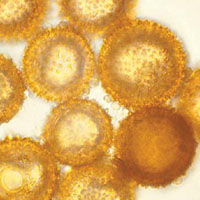 Предсмертная песня «зомби»