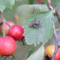 Мухи Rhagoletis «боярышникового» вида спариваются исключительно на боярышнике. Отделившийся 150 лет назад «яблоневый» вид спаривается только на яблонях. Фото с сайта www.msu.edu
