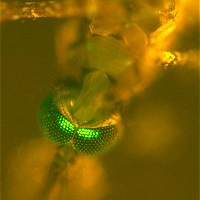 У этого генномодифицированного малярийного комара Anopheles stephensi ослаблена способность к заражению малярией теплокровных животных, в том числе и человека. Фото с сайта www.jhsph.edu