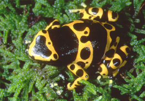 Некоторые виды лягушек-древолазов настолько ядовиты, что их яд даже используется местным населением для изготовления отравленных стрел. О своей несъедобности лягушки предупреждают яркой окраской. (Фото с сайта www.ryanphotographic.com)