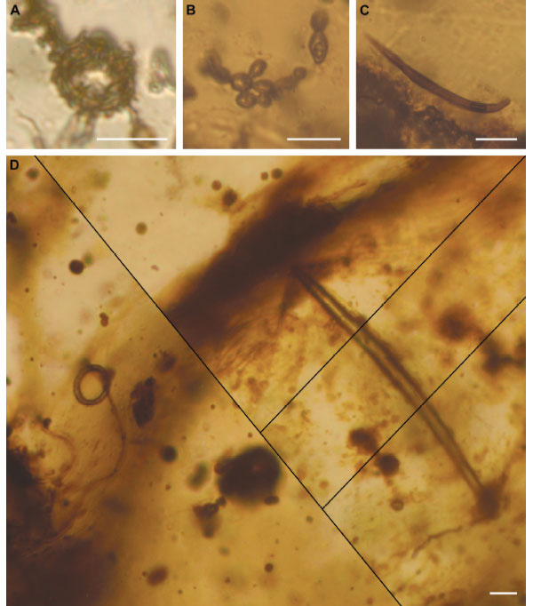A — ловчее кольцо с прилипшими частичками детрита (это означает, что кольца были липкими). B — почкующиеся клетки гриба («дрожжевая» фаза жизненного цикла). C — нематода. D — другая нематода неподалеку от ловчего кольца. Длина масштабной линейки — 10 мкм. Фото из дополнительных материалов к обсуждаемой статье в Science