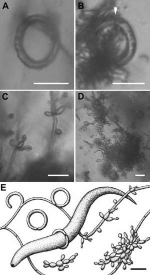 A, B — ловчие кольца, стрелкой отмечена единственная септа (это говорит о том, что кольца были одноклеточными). C, D — гифы отпочковывают от себя округлые клетки — бластоспоры, которые затем продолжают почковаться наподобие дрожжей. E — реконструкция разных стадий жизненного цикла ископаемого хищного гриба. Длина масштабной линейки — 10 мкм. Фото из обсуждаемой статьи в Science