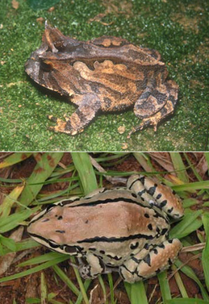 Лягушки Proceratophrys boiei (вверху) и Leptodactylus mystacinus, как и сотни других видов бразильских амфибий, вынуждены два раза в год рисковать жизнью, пробираясь по непригодным для них территориям из леса к водоему и обратно. Фото с сайтов www.invivo.fiocruz.br и www.eeb.cornell.edu