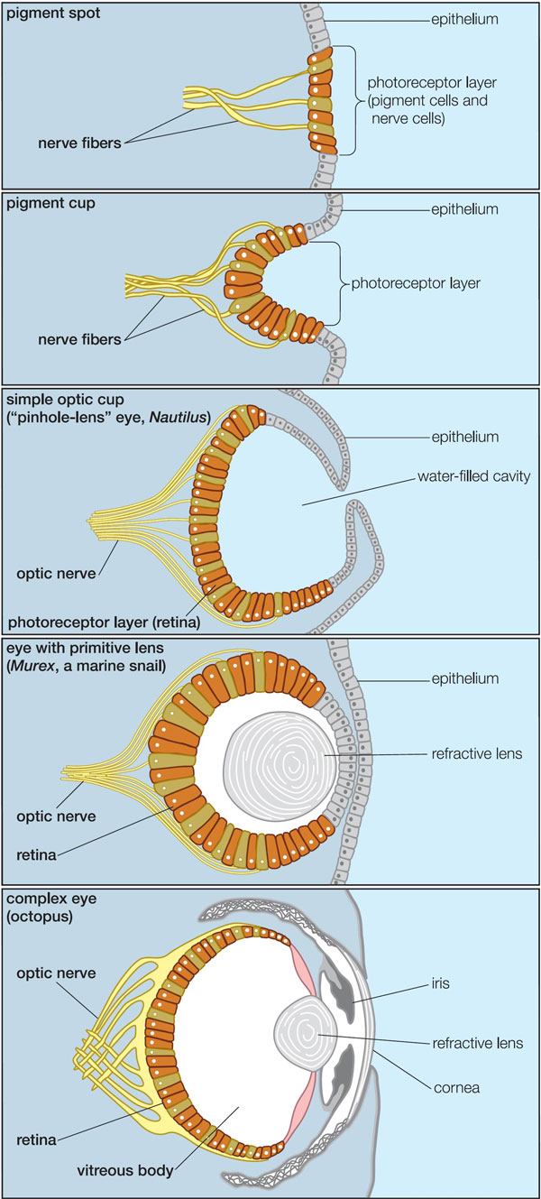 Схема строения глаз современных моллюсков разной степени сложности — от простейшего светочувствительного пятна (у некоторых брюхоногих; вверху) до глаза, сравнимого по сложности и сходного по строению с человеческим (у осьминога; внизу) — наглядно показывает несостоятельность утверждений креационистов, будто такие сложные структуры, как глаза, не могли возникнуть постепенно, а значит, были сотворены такими, каковы они есть. Иллюстрация из обсуждаемой книги