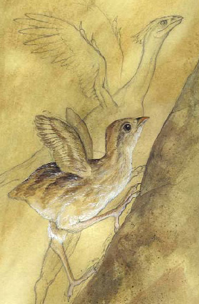 Птенец кеклика (на переднем плане) и гипотетический предок птиц (на заднем плане), взбегающие на крутой склон при помощи слаборазвитых крыльев. Возможно, что именно благодаря такому бегу вверх по склону предки птиц научились летать. Иллюстрация из заметки 2003 года о гипотезе Кеннета Дайала