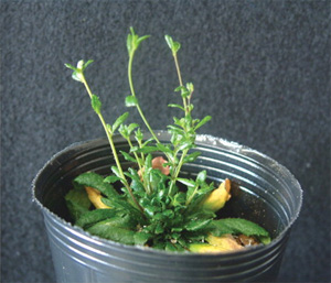 Бонсай резуховидки Таля (арабидопсиса) получен в результате мутации с гиперметилированием. Фото из обсуждаемой статьи в Science