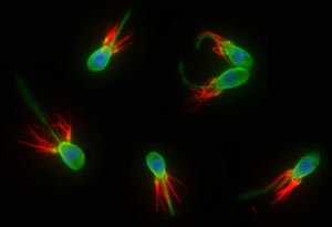 Monosiga brevicollis — воротничковые жгутиконосцы, одноклеточные существа, наиболее близкие к многоклеточным животным; их геном наконец расшифрован. Фото с сайта www.universityofcalifornia.edu