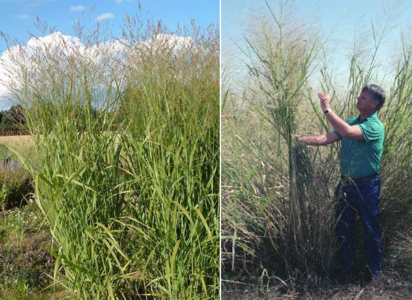 Просо прутьевидное Panicum virgatum — дикорастущий многолетний злак, который может использоваться для получения биотоплива. Значительное количество органического углерода эти растения накапливают в подземных своих частях. Фото с сайтов www.pflanzen-vielfalt.de и i160.photobucket.com
