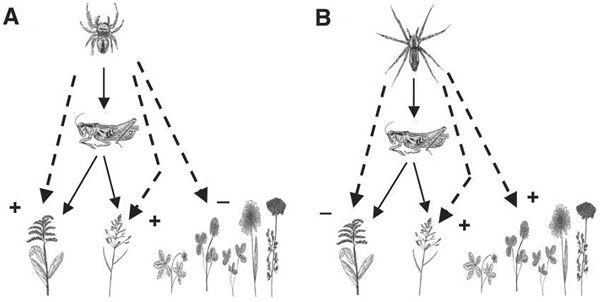(A) Активный охотник, паук-скакунчик из рода Phidippus, снижает численность кобылки Melanoplus femurrubrum, поедающей луговые травы, и тем самым — опосредованно — благотворно влияет на преобладающие золотарник Solidago rugosa и мятлик Poa pratensis, но приводит к упадку остальных трав (лапчатки, клевера и др.), поскольку в таких условиях их вытесняет золотарник. (B) Засадный хищник, бродячий паук из рода Pisaurina, мешает кобылкам поедать мятлик и другие травы, подстерегая на них своих жертв, но способствует поеданию кобылками золотарника (который они обычно едят неохотно) — по-видимому, из-за того, что паукам на нём сложнее прятаться, чем на других луговых травах. В результате в присутствии только засадного хищника разнообразие трав оказывается выше, чем в присутствии только активного охотника. Рис. из обсуждаемой статьи в Science