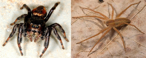 Слева: паук-скакунчик из рода Phidippus (семейство Salticidae), охотится на своих жертв активно, бегая и прыгая по стеблям и листьям разных растений (фото © Samford University с сайта www.samford.edu). Справа: паук Pisaurina mira (семейство Pisauridae, бродячие пауки или бродячие охотники), охотится из засады (фото © Troy Bartlett с сайта bugguide.net)