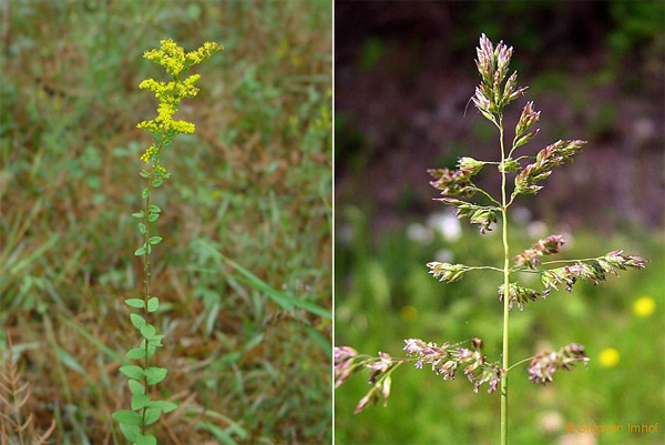 Золотарник морщинистый (Solidago rugosa), процветающий или поедаемый кобылками в зависимости от того, какой вид хищных пауков преобладает в экосистеме (слева), и мятлик луговой (Poa pratensis), выигрывающий при любом раскладе (справа). Фото с сайтов www.missouriplants.com и online-media.uni-marburg.de