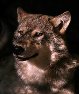 А здесь Гаю уже 5 месяцев. Фото Анны Каспарсон; воспроизводится на «Элементах» с любезного разрешения автора