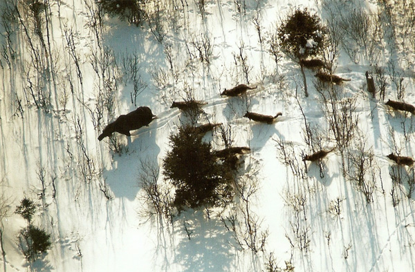 Группа волков преследует лося на острове Айл-Ройял (озеро Верхнее, США), где ведутся многолетние наблюдения как за копытными, так и за нападающими на них хищниками. Выяснилось, что волки эффективно контролируют рост численности копытных, но вовсе не приводят к полному истреблению своих жертв. Снимок сделан с самолета известным специалистом по волку Рольфом Петерсоном (Rolf Peterson). Фото из книги: Wolves: Behavior, Ecology, and Conservation, Eds. Mech L.D., Boitani L., 2003. The University of Chicago Press