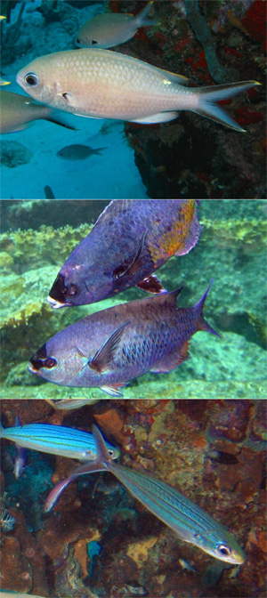 Три вида рыб, которые образовывали скопления у источников ДМСП: хромис Chromis multilineata (вверху), губан Clepticus parrae (в центре) и инермия Inermia vittata (внизу). Фото с сайта reefguide.org