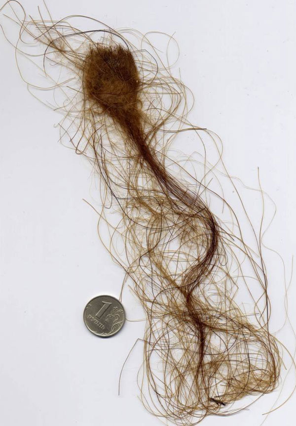 Клок шерсти мамонта. Поскольку мамонт обитал в очень холодном климате (средняя температура зимой — ниже минус 30 градусов!), он нуждался в хорошей шубе. Сканировано для «Элементов» А. М. Гиляровым