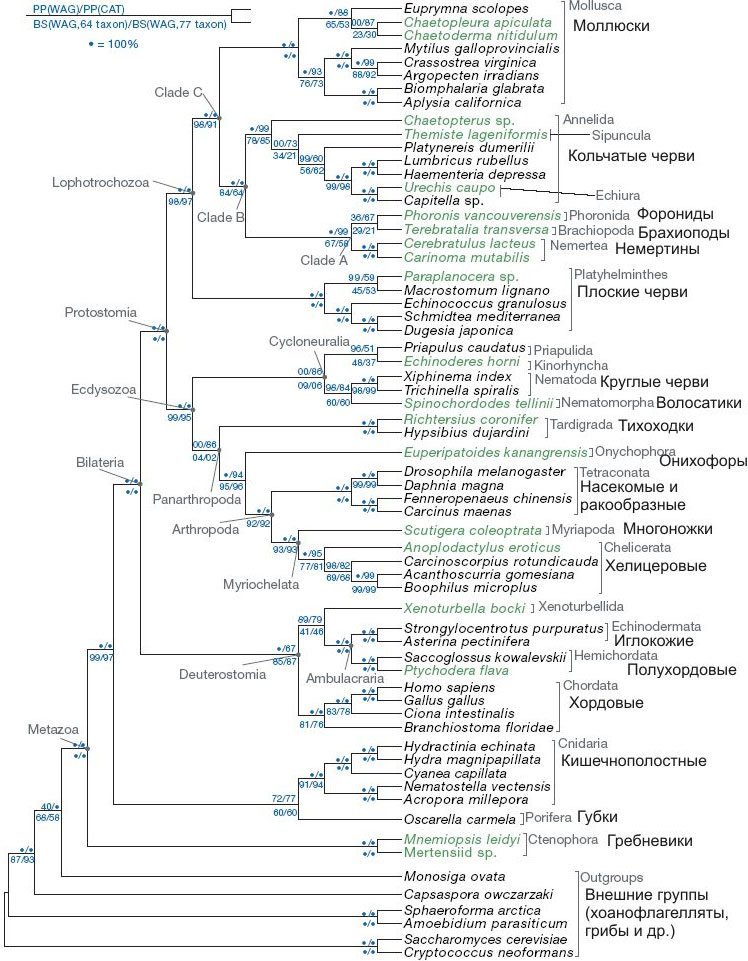 Новейшее эволюционное древо животных. Круглые черви объединяются с головохоботными червями (Priapulida, Kinorhyncha, Nematomorpha) и членистоногими в группу Ecdysozoa. Плоские черви образуют с моллюсками, кольчатыми червями и брахиоподами группу Lophotrochozoa. Разделение на первичноротых (Protostomia) и вторичноротых (Deuterostomia) происходит на «доцеломическом» уровне; целом развивается независимо в каждой из двух линий. Рис. из обсуждаемой статьи в Nature