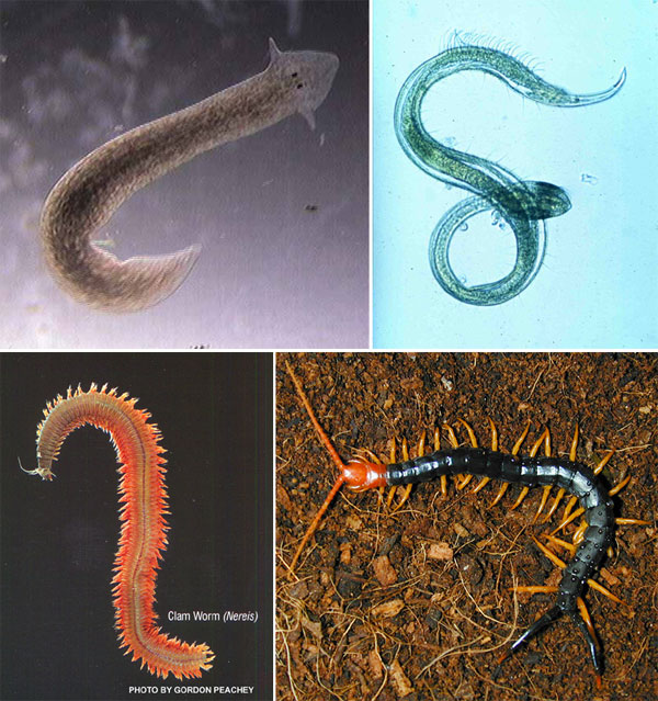 Раньше плоские черви считались предками круглых червей, а кольчатые черви — предками членистоногих. По последним данным плоские черви оказались родственниками кольчатых, а круглые — членистоногих. На рисунке (слева направо сверху вниз): плоский червь (планария), круглый червь (нематода драконема), кольчатый червь (нереис), членистоногое (сколопендра).Фото с сайтов schools.keldysh.ru, web.pml.ac.uk, www.sfu.ca и www.bighairyspiders.com