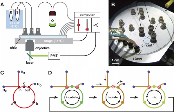 А — общая схема установки (E, S — емкости с ферментами и субстратом, О — «выход», емкость, в которую по мере необходимости откачивается реакционная смесь, PMT — устройство, определяющее концентрацию молекул рибозима по силе флюоресценции специального красителя, который присоединяется к двухцепочечным молекулам РНК и флюоресцирует под воздействием лазерного излучения). B — внешний вид установки (колечко, в котором происходит эволюция молекул, выделено синим цветом). С — схема реакционного колечка (a, b, c — клапаны, регулирующие ток жидкости по кольцу и ее перемешивание; in, out — клапаны, регулирующие подачу ферментов и субстрата и выход «отработанной» реакционной смеси). D — схема работы установки во время трех повторяющихся фаз «эволюционного цикла»: инкубации, изоляции (разбавления) и перемешивания. Закрытые клапаны обозначены перечеркнутыми кружками, открытые — сплошными кружками. Рис. из обсуждаемой статьи в PLoS Biology