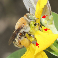 Цветки Stigmaphyllon paralias и их взаимодействие с маслособирающими пчелами