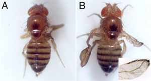 Мутации генов из семейства Wnt могут приводить к разнообразным аномалиям — например, к редукции крыльев у мух. Фото с сайта ijm2.ijm.jussieu.fr
