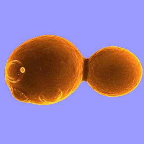 Дрожжевая клетка в процессе почкования. Фото с сайта www.kaeberleinlab.org