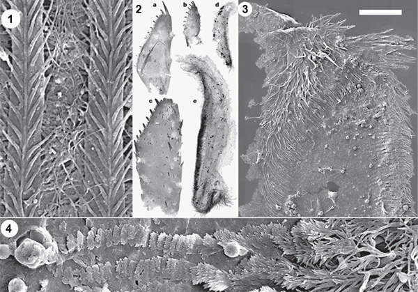 Некоторые типы фрагментов, найденных в Маунт-Кап: 1 — фильтрующие пластинки с перообразными щетинками, 2 — максиллы с чередованием зубчиков разной длины (a, b, c), жевательные поверхности мандибул (d, e) с оторочкой из длинных ветвящихся щетинок (3). 4 — увеличенное изображение жевательной поверхности: длинные щетинки постепенно укорачиваются, превращаются в чешуйки, наложенные друг на друга подобно черепице, затем и они сходят на нет. Изображение из обсуждаемой статьи в Nature