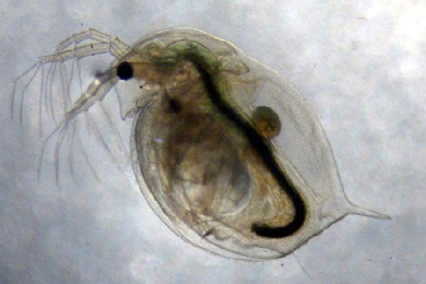 Рачок Daphnia magna — обычный обитатель пресных водоемов (фото с сайта www.atelier-biologie-llg.org)
