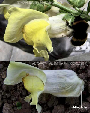 Вверху: шмель Bombus terrestris прогрызает основание цветка, чтобы похитить нектар, не трудясь забираться внутрь цветка. Собирая нектар таким способом, шмели не опыляют цветков, потому что пыльца при этом не попадает на шмелей с тычинок и не переносится ими на рыльца пестиков. Внизу: прогрызенное шмелем отверстие (robbing hole) в цветке. Фото с сайта www.bumblebee.org