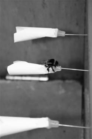 Расположенные в ряд (горизонтально) искусственные модели цветков, с помощью которых исследователи проверяли, берут ли неопытные шмели пример непосредственно с опытных, склонных воровать нектар. Каждый «цветок» насажен на иглу от шприца, по которой в пластиковое основание, обрамленное бумажными «лепестками», поступает сахарный сироп. Иллюстрация из обсуждаемой статьи в Proceedings of the Royal Society B