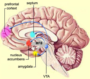 Некоторые ключевые компоненты «системы награды». Нейроны коры, получив и обработав информацию о чем-то приятном (вознаграждающем стимуле), посылают сигналы в «вентральную область покрышки» (VTA) — участок среднего мозга, нейроны которого вырабатывают дофамин. После этого VTA посылает свои дофаминовые сигналы в прилежащее ядро (nucleus accumbens), миндалевидное тело (amygdala), префронтальную кору (prefrontal cortex) и другие отделы мозга. (MFB, medial forebrain bundle — медиальный переднемозговой пучкок; septum — перегородка). Изображение с сайта thebrain.mcgill.ca