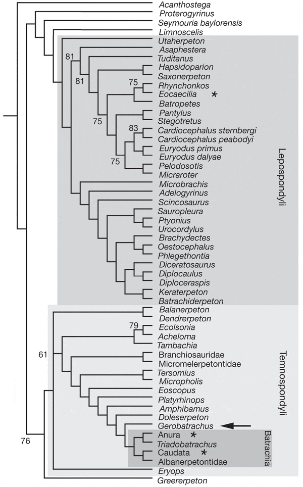 Эволюционное древо низших тетрапод, построенное на основе принципа парсимонии (минимального количества допущений) при помощи программы Paup. Стрелкой отмечено положение геробатрахуса, звездочками — современных отрядов амфибий (сверху вниз: безногие, бесхвостые, хвостатые). На этой схеме длины ветвей не несут никакого содержания; смысл имеет только порядок ветвления. Рис. из обсуждаемой статьи в Nature