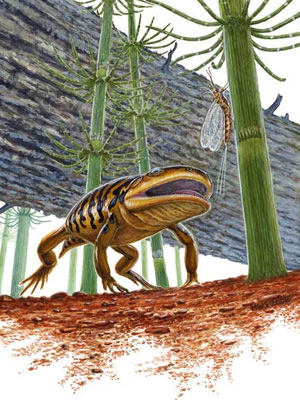Геробатрахус — новооткрытая переходная форма между древними амфибиями и современными саламандрами и лягушками — на фоне раннепермского пейзажа. На рисунке изображены ископаемая подёнка Protoreisma, хвощи и ствол древнего хвойного дерева. Изображение © Michael W. Skrepnick с сайта www.sciencecentric.com
