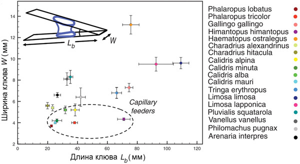 Диаграмма, показывающая соотношение длины клюва Lb и ширины клюва W у разных видов куликов (список видов и соответствующих обозначений справа). Виды, для которых свойственно использование капиллярного храповика (овал, обведенный пунктиром), характеризуются узкими и не очень длинными клювами. Рис. из обсуждаемой статьи в Science