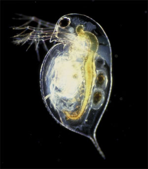 Ветвистоусый рачок Daphnia pulex нередко становится добычей плавунчиков. Подобные рачки — одни из наиболее крупных представителей пресноводного зоопланктона (длина их тела около 2–3 мм). Но относительно размера птицы они всё равно очень малы и поймать их в количестве, достаточном для пропитания, очень непросто. Фото © Paul Hebert с сайта commons.wikimedia.org