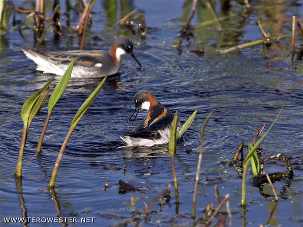 Круглоносые плавунчики (Phalaropus lobatus), плавая, крутятся на поверхности водоема и создают тем самым небольшие круговороты (хорошо видны на снимке), из которых быстро вылавливают мелких беспозвоночных. Быстрые стригущие движения клюва заставляют работать капиллярный храповик, который и перемещает капли с добычей от кончика клюва к ротовому отверстию. Фото с сайта www.terowester.net