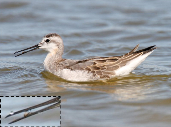 Кулик-плавунчик питается мелкими планктонными рачками, которых он практически «всасывает» с каплями воды (см. врезку), используя принцип «капиллярного храповика». Фото Сергея Тарасенко с сайта www.floranimal.ru
