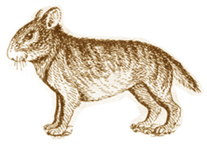 Так выглядели предки зайцеобразных. Рисунок А. А. Гуреева