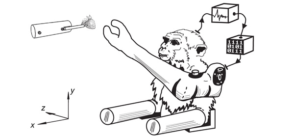 Общая схема эксперимента. Мозговые импульсы подвергаются компьютерной обработке, и на их основе генерируются сигналы, управляющие движением механической руки. Собственные руки обезьяны зафиксированы в горизонтальных трубках. Рис. из обсуждаемой статьи в Nature