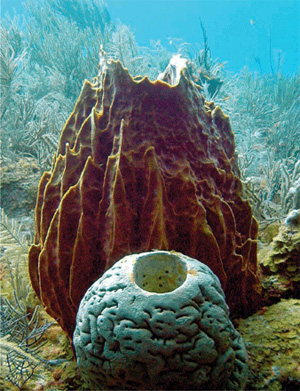 Губки, самые простые многоклеточные, имеют весьма разнообразную окраску, которую им придают бактерии симбионты — как выяснилось, очень многочисленные. На фото из обсуждаемой статьи в Science: губка Xestospongia muta (на заднем плане), у которой симбионты составляют до 40% объема, и Agelas conifera (спереди)