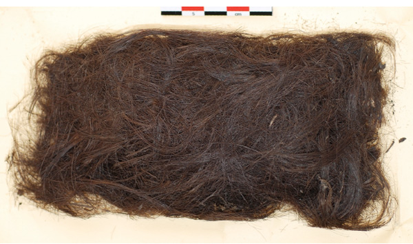 Пучок палеоэскимосских волос возрастом 4000 лет, позволивший разгадать давнюю загадку происхождения первых покорителей американского Севера. (Длина масштабной линейки 5 см.) Фото из дополнительных материалов к обсуждаемой статье в Science