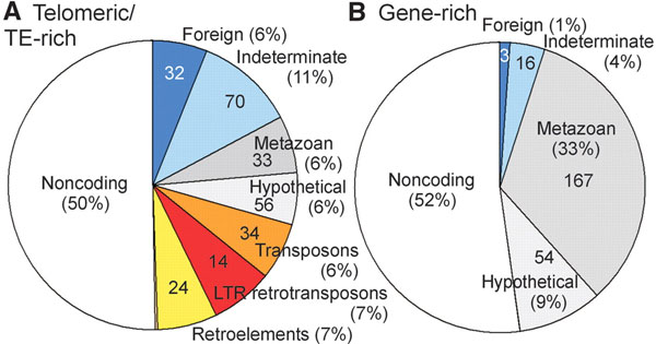 Количество генов, заимствованных бделлоидной коловраткой Adineta vaga у представителей других царств, в приконцевых (A) и в центральных (B) участках хромосом. Noncoding — некодирующие участки ДНК; Foreign — гены, несомненно заимствованные у представителей других царств; Indeterminate — гены, чье «чужеродное» происхождение находится под вопросом; Metazoan — гены, явно имеющие животное происхождение, то есть либо «свои», либо заимствованные у других бделлоидных коловраток или других животных; Hypothetical — гипотетические гены; Transposons, LTR retrotransposons, Retroelements — мобильные генетические элементы. Рис. из обсуждаемой статьи в Science