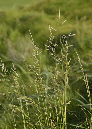 Щучка дернистая (Deschampsia caespitosa). Фото с сайта www.flickr.com
